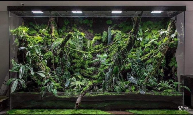 rainforest terrarium