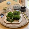 Moss terrarium