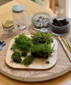 Moss terrarium
