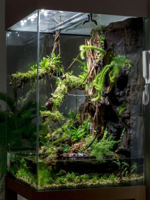  Rainforest Terrarium