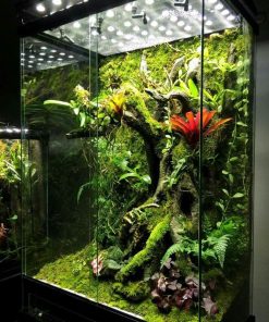 Tropical Terrarium
