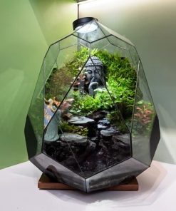 Zen Terrarium Thiền Tuyền Cảnh - Bể Đa Giác Trứng