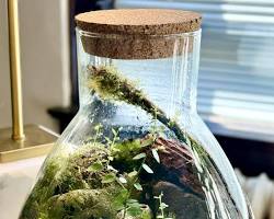 Bể Rainforest Terrarium