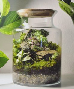 Rainforest Terrarium