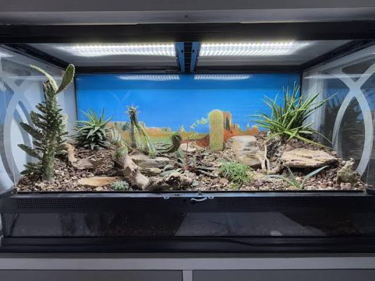 terarium sa mạc